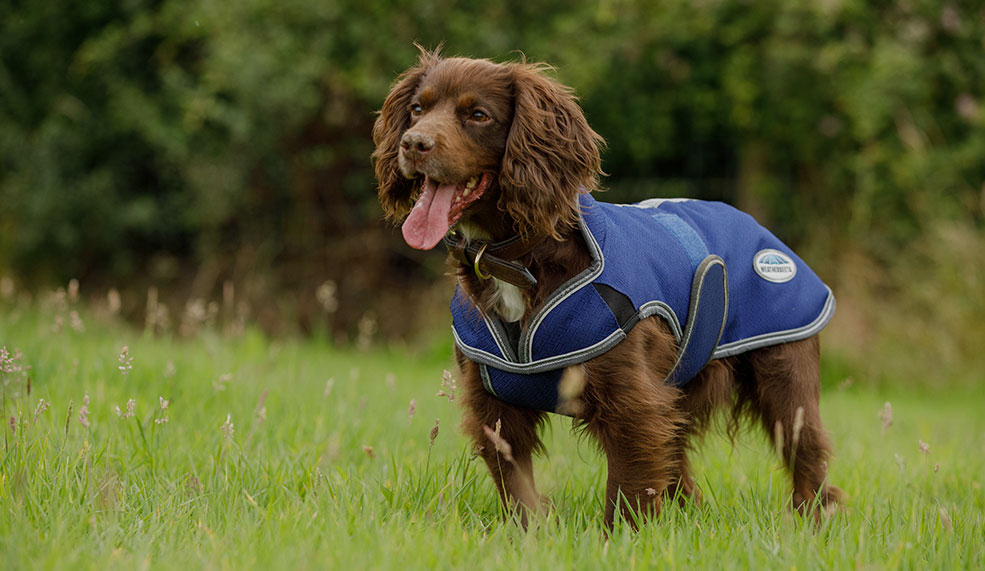 shop weatherbeeta dog coats