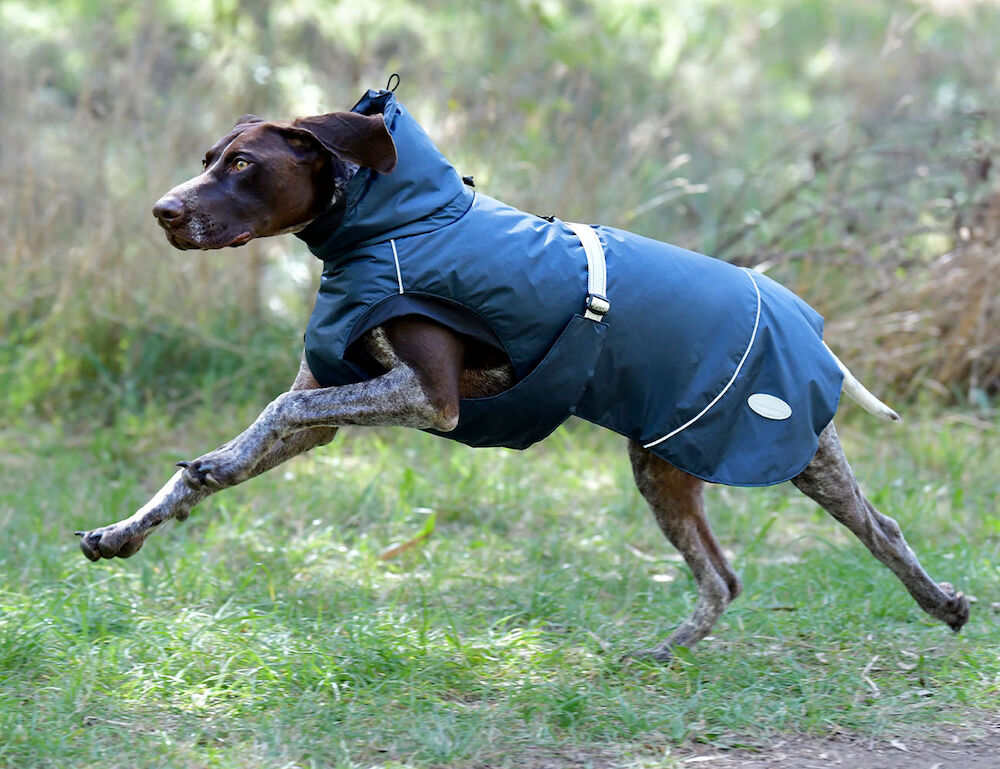 Explorer Medium Dog Coat WeatherBeeta