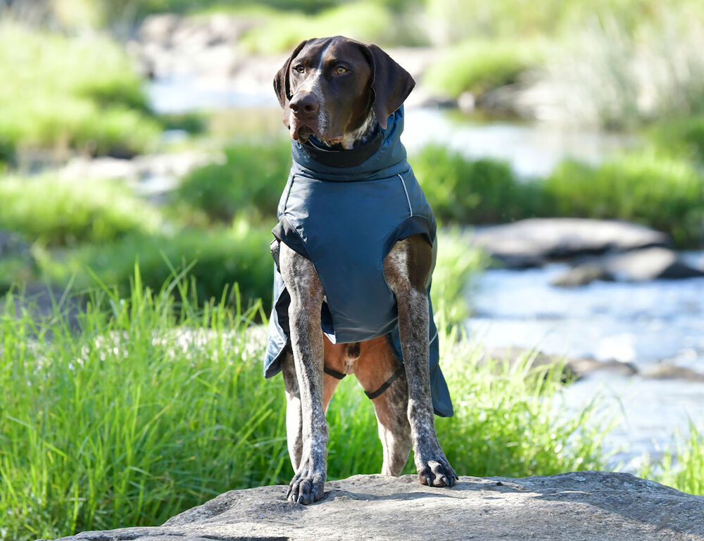 Medium dog jacket on sale