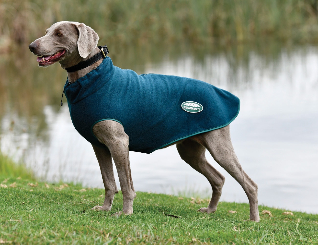 Manteau chien weatherbeeta online