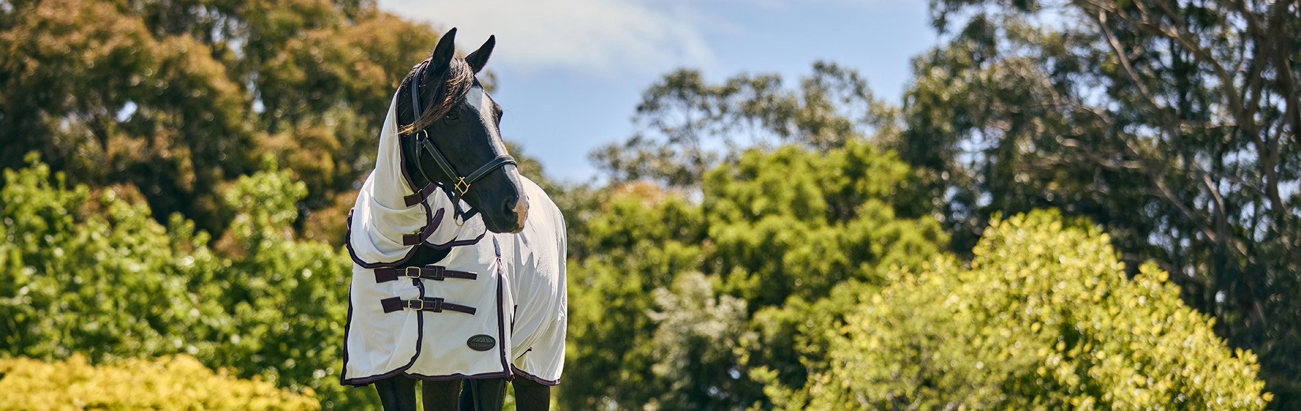 horse stood outside in summer wearing weatherbeeta fly rug