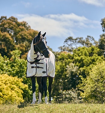 horse stood outside in summer wearing weatherbeeta fly rug