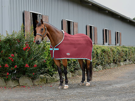 shop weatherbeeta HORSE COOLERS 