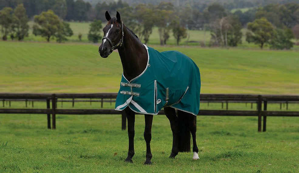 shop new weatherbeeta horse turnout rugs